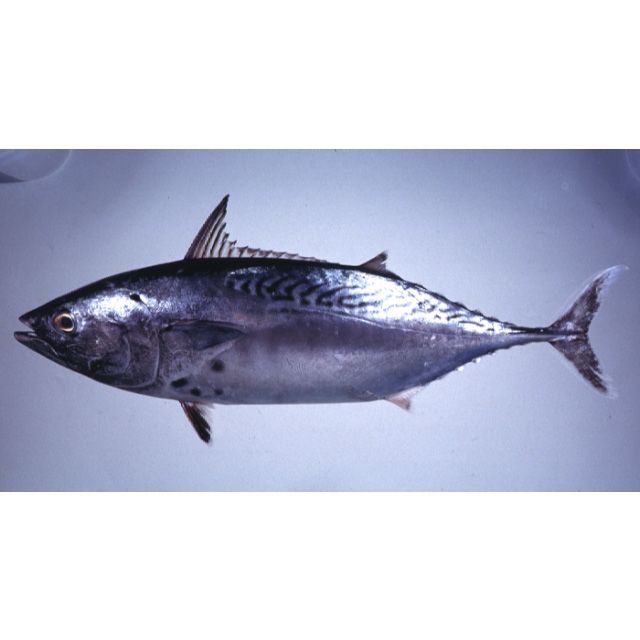 Tulingan / BONITO 1.5