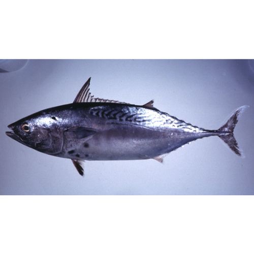 Tulingan / BONITO 1.5