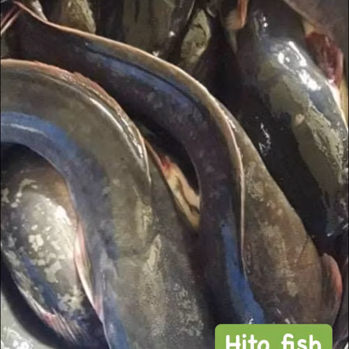 Alimusan fish / Hito fish / cut fish kg