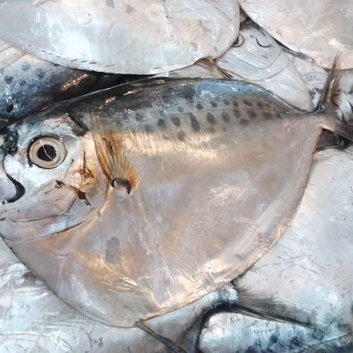 BELONG BELONG FISH 500g