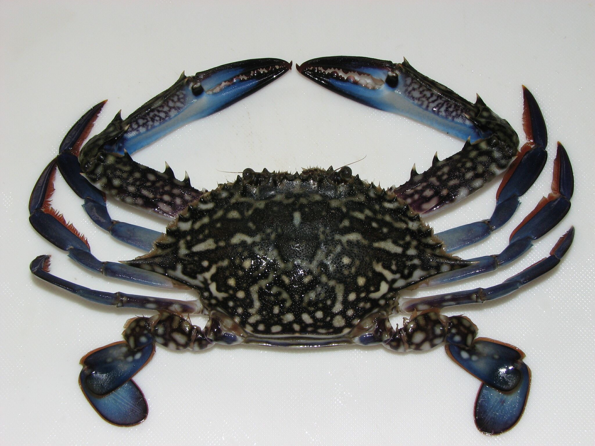 BLUE SWIMMING CRAB 1kg