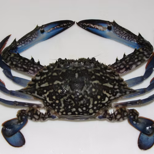 BLUE SWIMMING CRAB 1kg