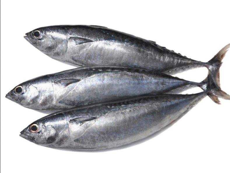 Kapamilya Bullet tuna /Tulingan 1 kg