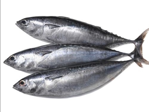 Kapamilya Bullet tuna /Tulingan 1 kg