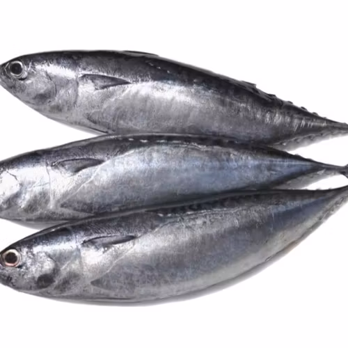 Kapamilya Bullet tuna /Tulingan 1 kg