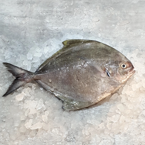 Pomfret Whole black  (300g-400g