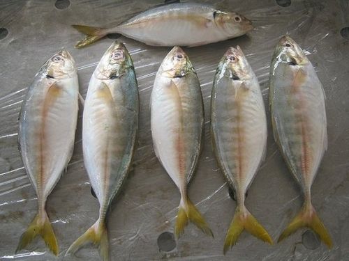Yellowtail Scad whole clean 1 kg