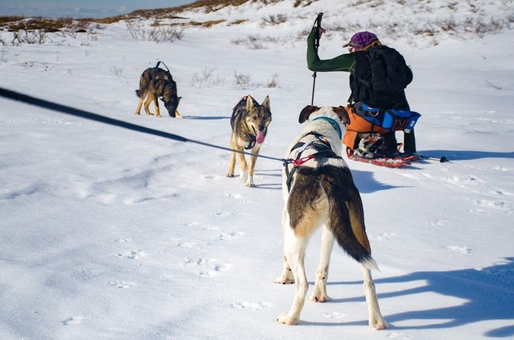 Dragsele Nansen Non-Stop Dogwear