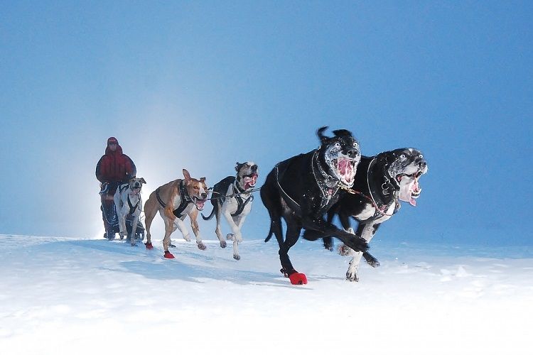 Dragsele Nansen Non-Stop Dogwear