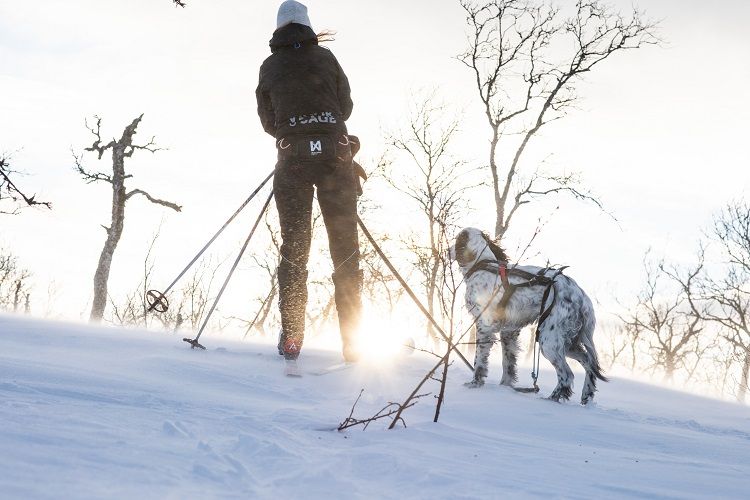 Bälte LØYPE  Non-Stop Dogwear