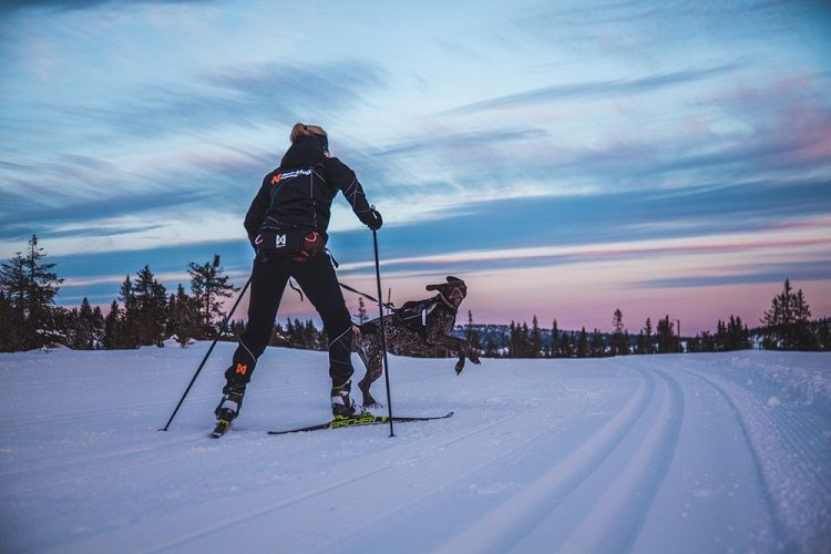 Bälte LØYPE  Non-Stop Dogwear