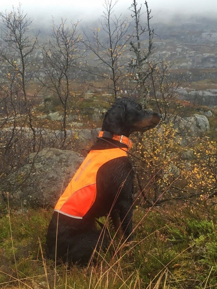 Hundtäcke Protector cover Non-Stop Dogwear