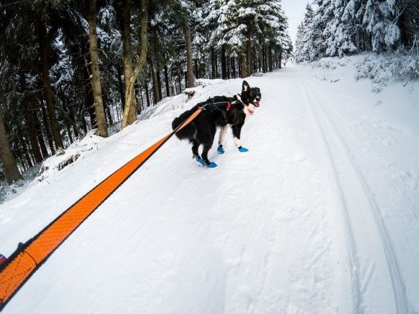 Bungee Leash Non-stop Dogwear 2.8M