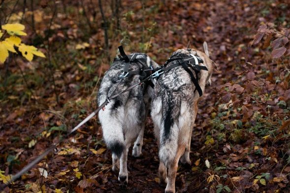 Touring Double Bungee Non-Stop Dogwear