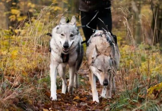 Touring Double Bungee Non-Stop Dogwear