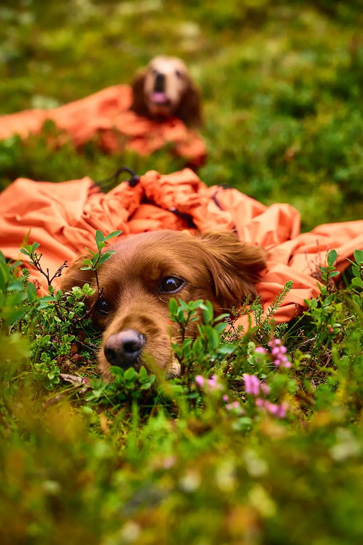 Protector Bivvy Bag, Non-Stop Dogwear