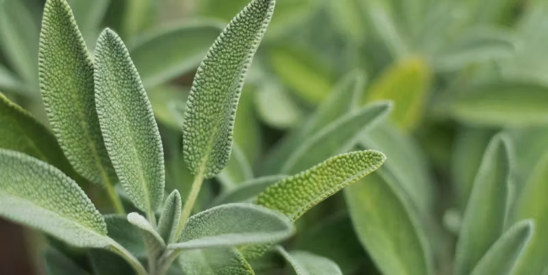 Vad är salvia? (Salvia Officinalis)