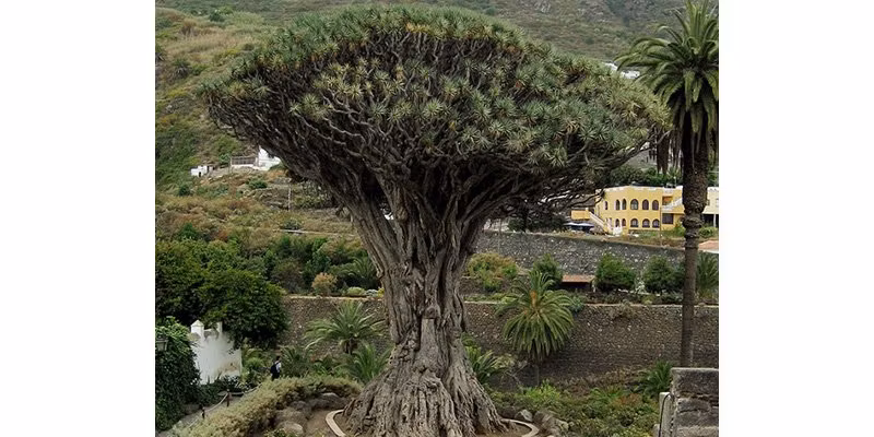 Dragons Blood / Drakblod