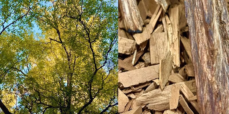 Vad är en vedartad doft? Läs mer om aromatiska träd.