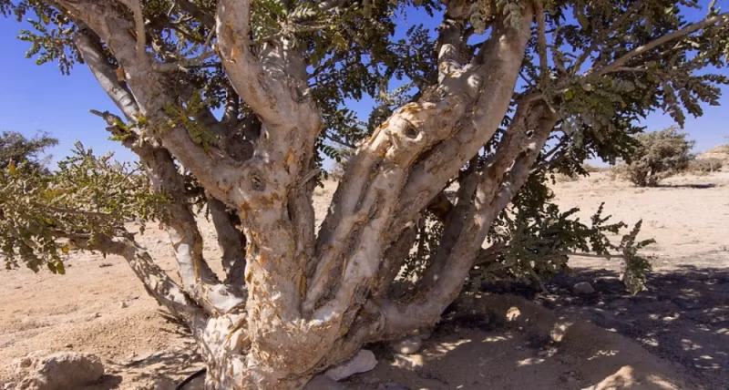 Frankincense Olibanum