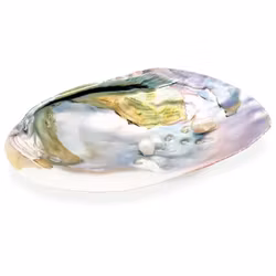 Musselskal för Smudge