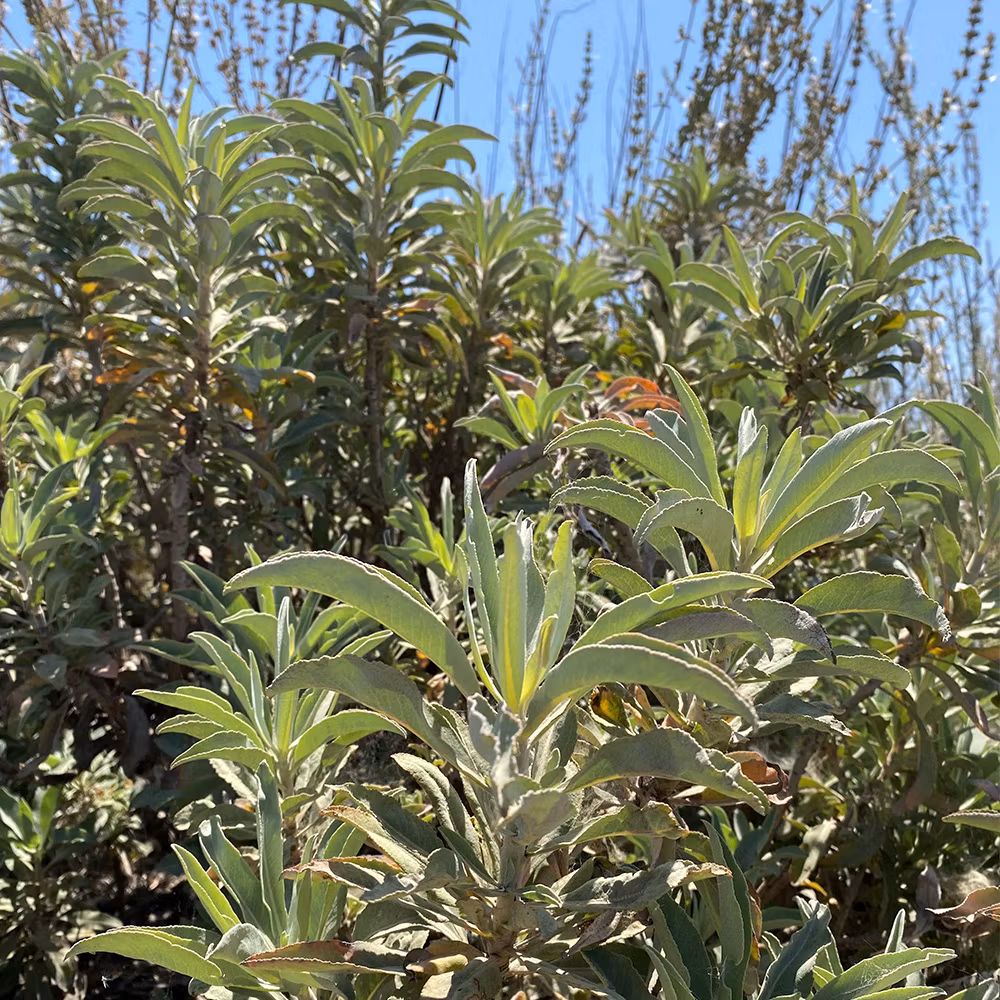 White Sage, Vit Salvia, Smudge 10cm