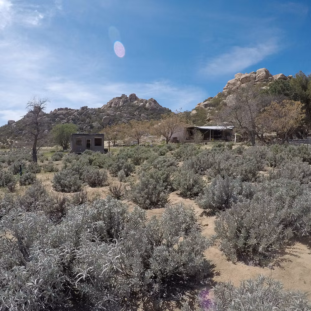 White Sage, Vit Salvia, Smudge 3-pack 10cm