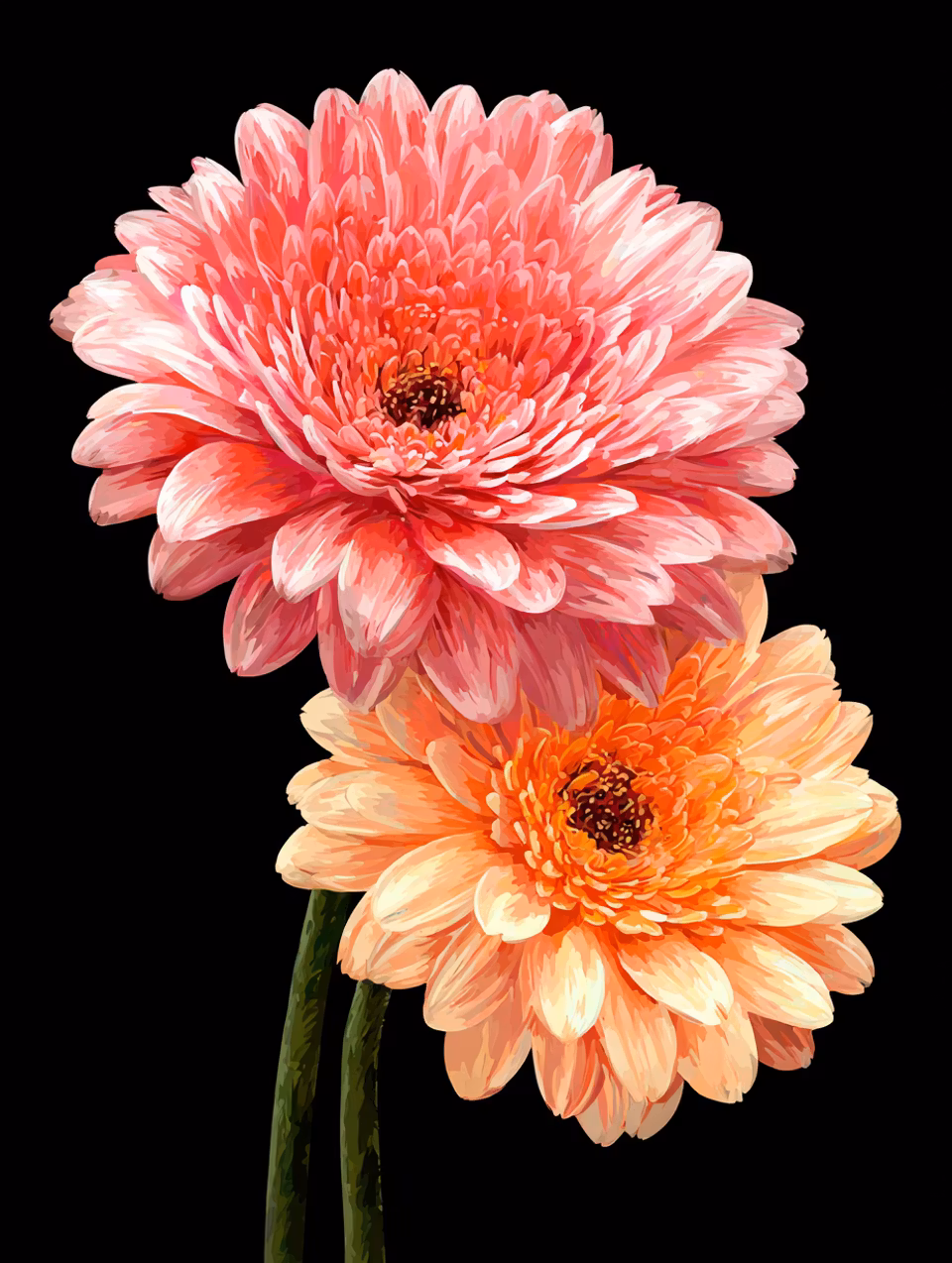Korsstygn - Gerberor i rosa och orange (Beställningsvara)