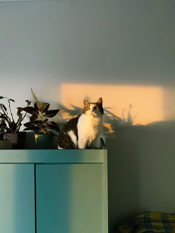 Giftiga växter för katter