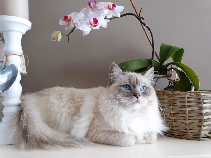 Få bort tovor på katten på ett effektivt och smidigt sätt