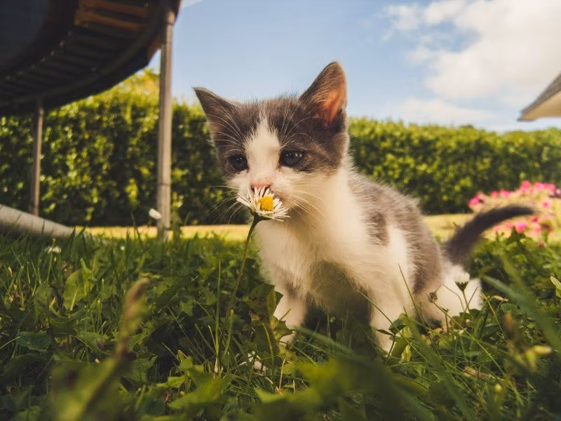 Kattförsäkring: Vad du behöver tänka på