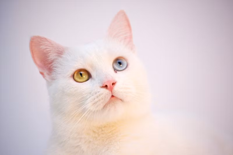 Fettlever katt: Orsaker, symtom och behandling