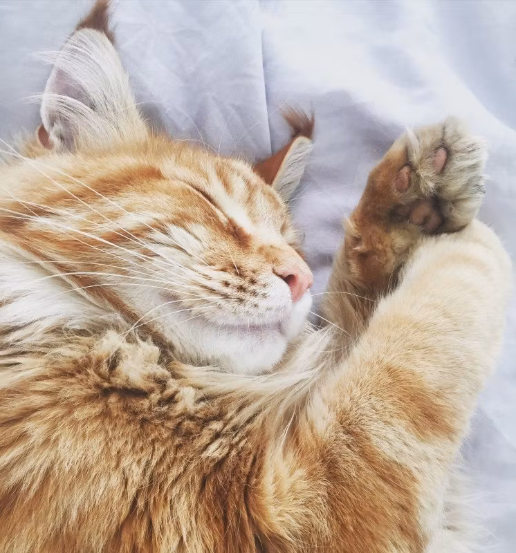 Massage katt: 5 effektiva tips om du vill massera katten