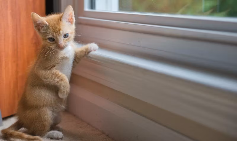 Klickerträning katt: 5 effektiva tips