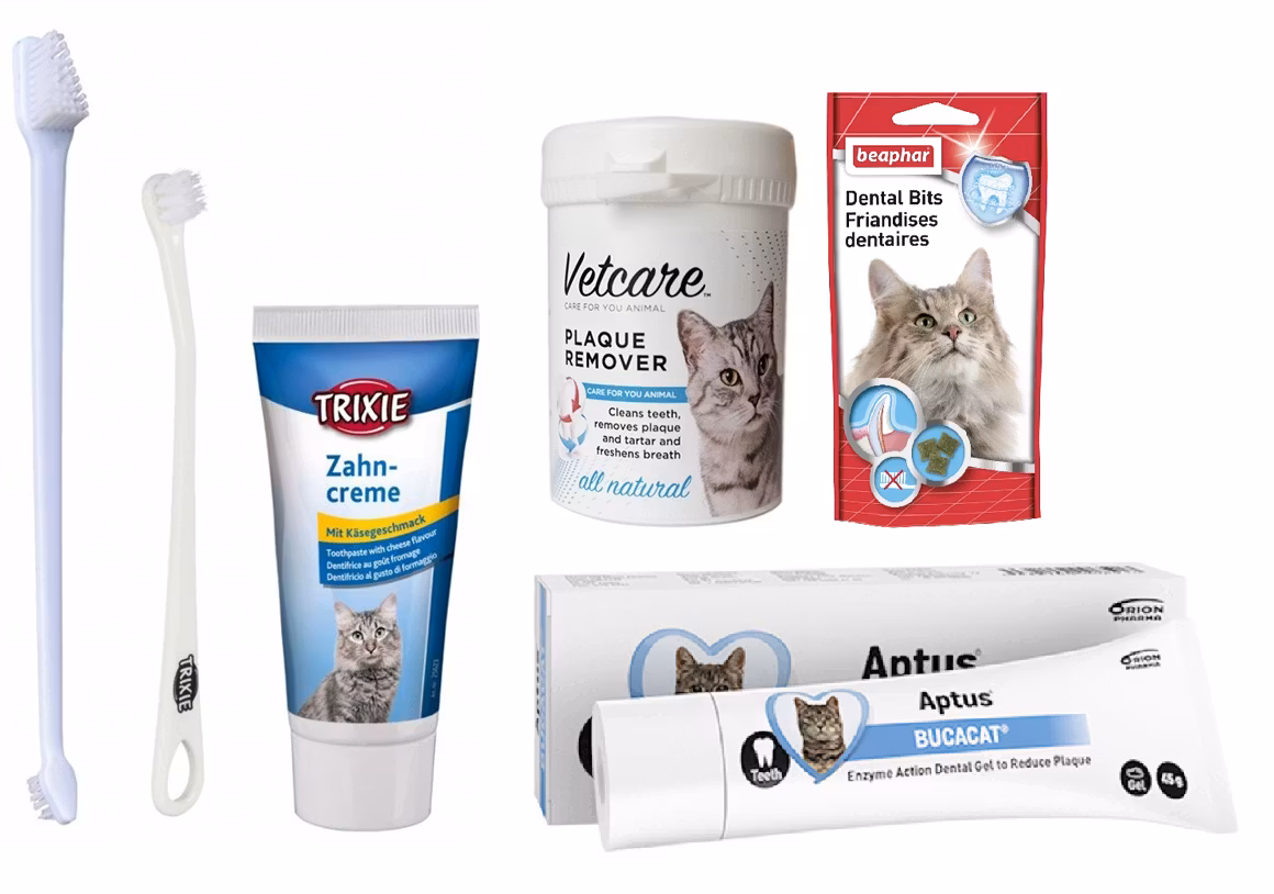 Tandset för katt - Allt som katten behöver för sina tänder