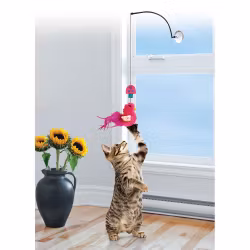 Kong Cat Connects Window Teaser Mix