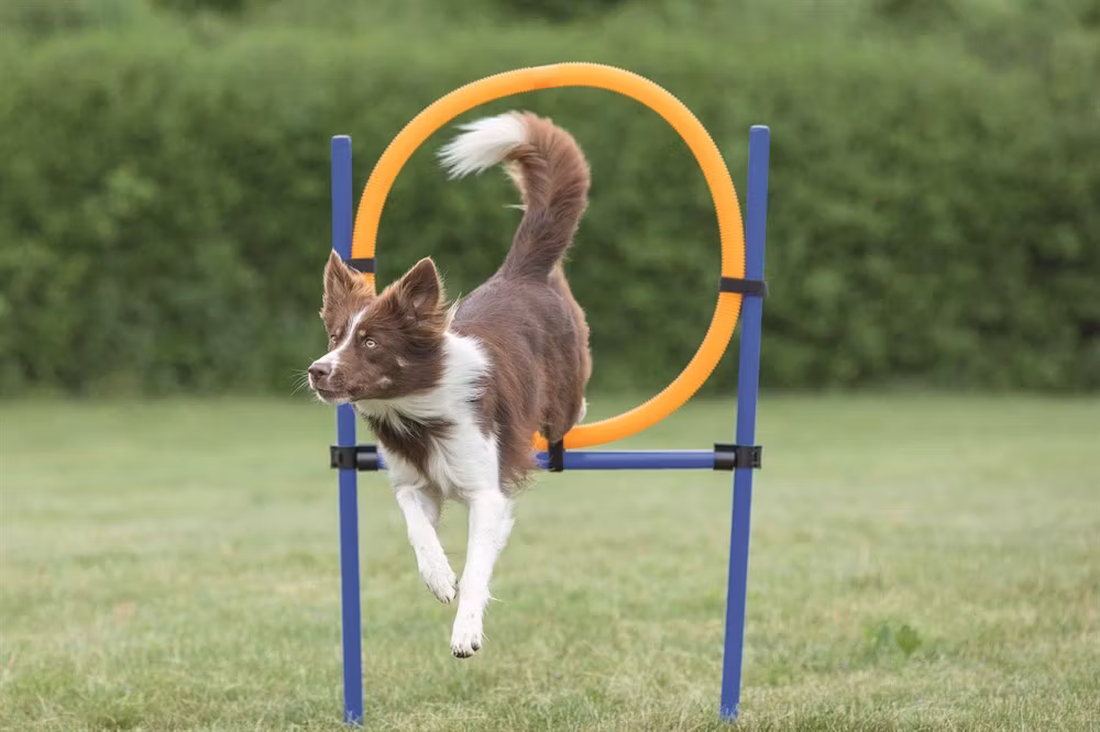 Agility Hoppring Plast - 78 x 65 x 115 cm
