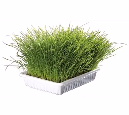 En låda med högt kattgräs.