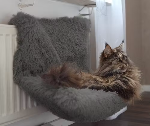 Elementsängen Shaggy i grå färg. Här ligger en liten katt och myser.