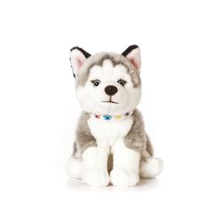 Giant Husky Puppy