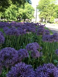 Alium 'Globemaster'