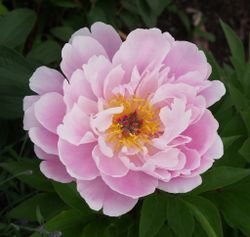 Pion 'Ma Petit Cherie'