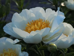 Pion 'Jan Van Leeuwen'