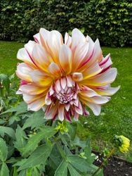 Dahlia Caribbean Fantasy