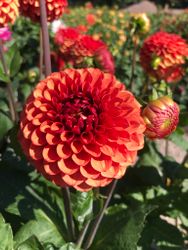 Dahlia Brown Suger