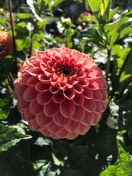 Dahlia Cornel Brons