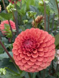 Dahlia Brown Suger
