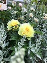 Itoh-pion 'Bartzella'