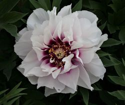 Itho-pion 'Cora Louise'