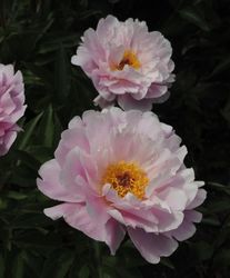 Pion 'Ma Petit Cherie'